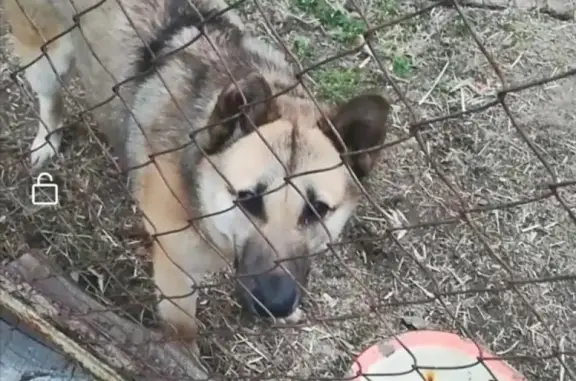 Пропала собака в Межгорье, Башкортостан