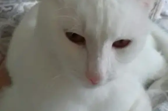 Кошки потеряшки, Санкт-Петербург, фото: Потеряшка белая кошка в Ломоносовском районе, СПб