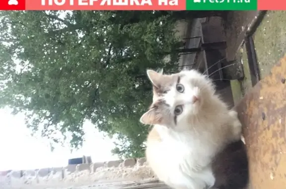 Пропала кошка Вася на улице Победы 45, Уфа