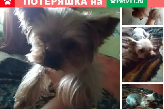 Найдена собака в Красногорске возле Красного кита
