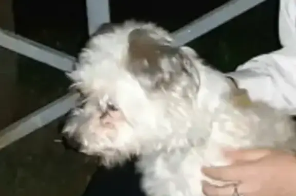 Пропала собака Дин в Петродворцовом районе СПб