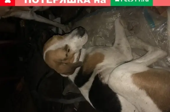 Найдена собака в близи Калача, Волгоград