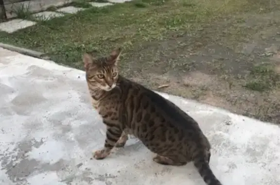 Найден кот в Всеволожском районе