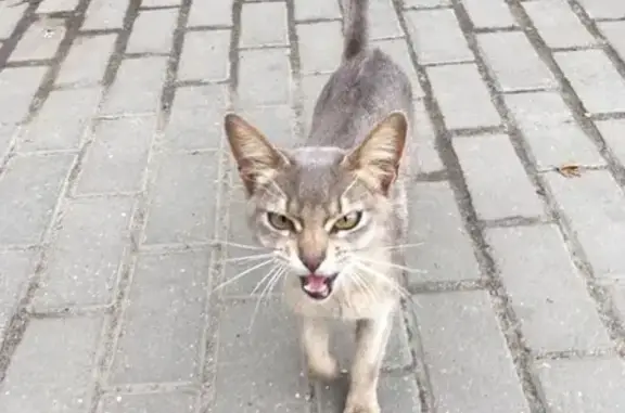 Найдена кошка в Подольске - срочно нужна передержка!
