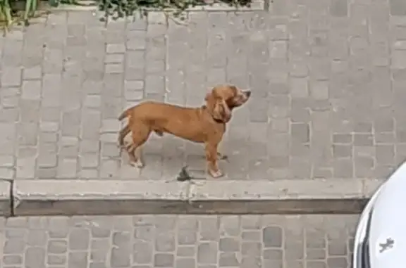Потерянная собака в Севастополе