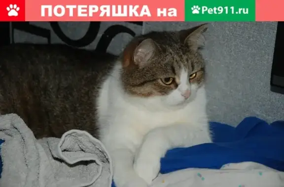 Пропал кот по адресу в Сергиевом Посаде