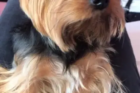 Собаки потеряшки, Кострома, фото: Потеряшка Йоркширский терьер Лексус в Костроме, поселок Волжский, 1-й квартал