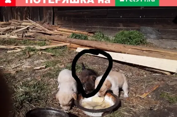 Пропала собака щенок на ул. Механизаторов, д. 15, Нижнеудинск