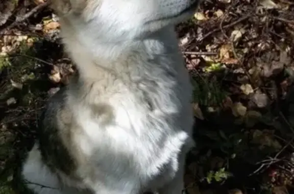 Найден щенок в лесу, нужна передержка