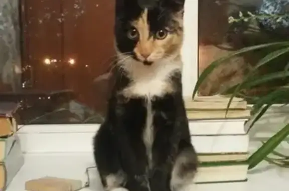 Найден котенок в Екатеринбурге (Блюхера-Данилы Зверева)