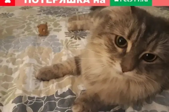 Пропала пушистая кошка в Гомеле, Беларусь