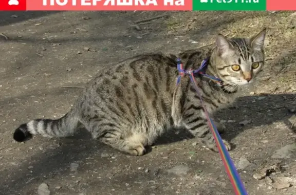 Кошки потеряшки, Санкт-Петербург, фото: Потеряшка кошка Марсик в Санкт-Петербурге.