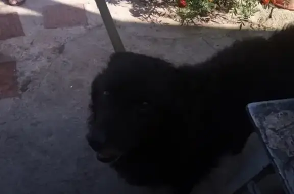 Найдена домашняя ухоженная собака в Челябинске