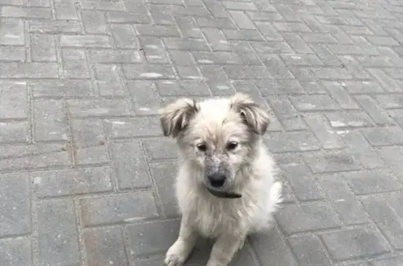 Найден щенок на ул. Понтонный мост, Барнаул