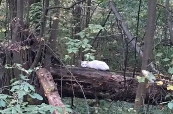 Найдена белая кошка в Электростали, МО