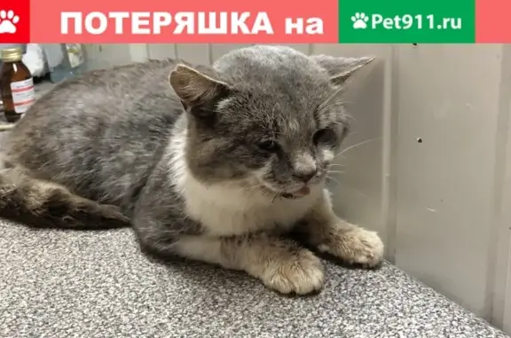 Найден котик в поселке Кленово, ищем хозяев!