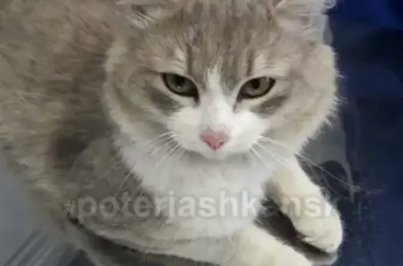 Найден кот в Толмачево, Новосибирск.