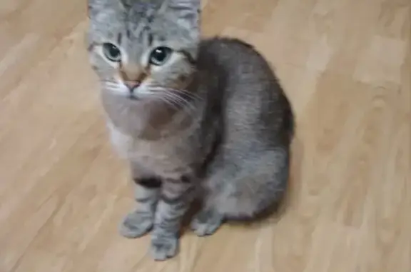 Домашняя кошка найдена в Смоленске
