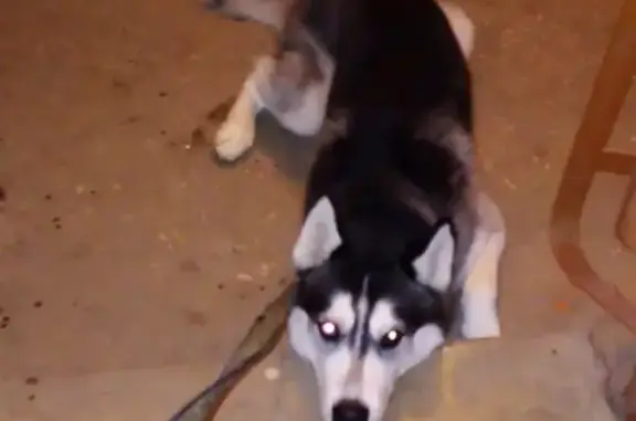Пропала собака Локи в Новомосковске, Тульская область