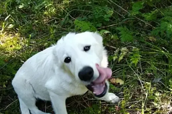 Найден белый щенок в Коломенском районе