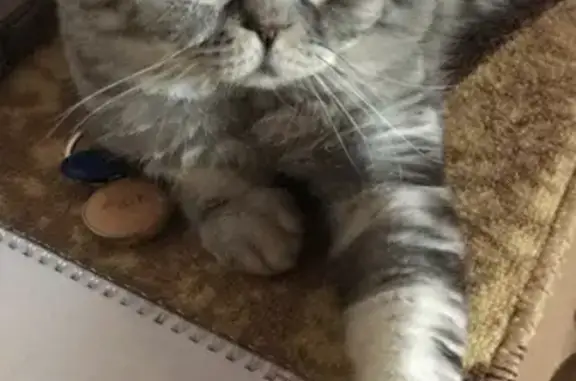 Пропала кошка в Цивильске, деревня Аткашкасы
