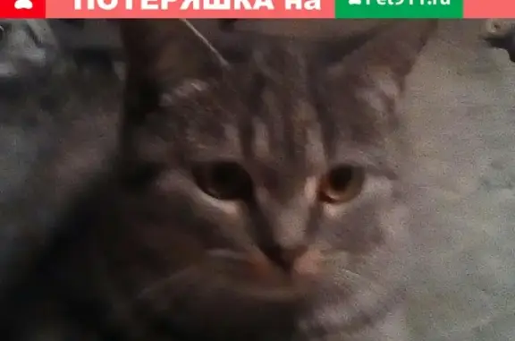 Пропала кошка на улице Енесейская в Абакане