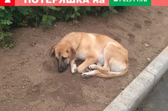 Собака Рыжая найдена в Москве