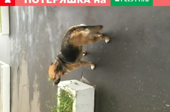 Найдена собака на улице Ибрагимова, д.31к1, Москва