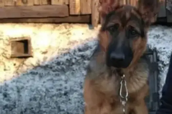 Объявления о пропавших и найденных животных, Новокузнецк, фото: Пропала собака в Новокузнецке, Рудничная 50.