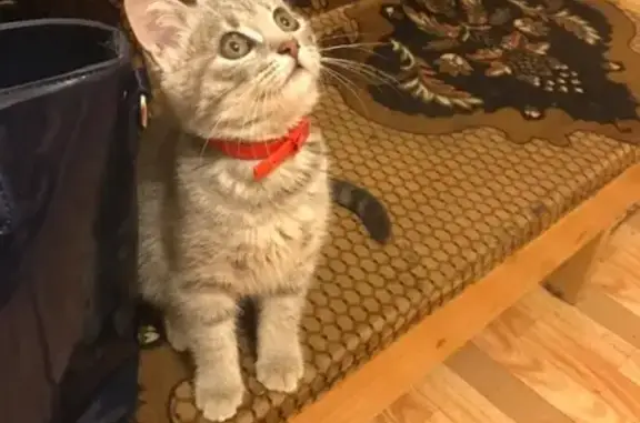 Пропала кошка Сима в Раменском - вознаграждение 5000 руб.