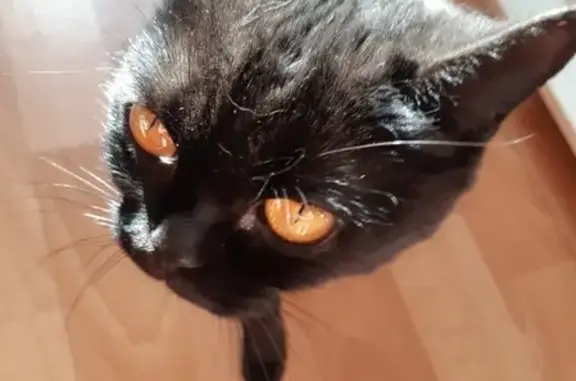 Найден черный котик в Санкт-Петербурге