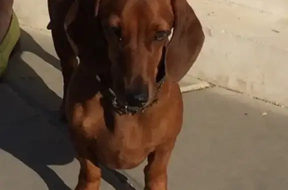 Пропала собака Дакси в Оренбурге