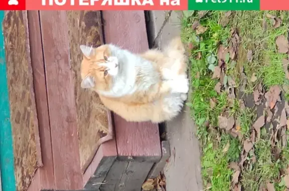 Найден кот Рыжик в СНТ Ромашка, г. Ногинск
