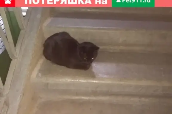 Найдена кошка (Екатеринбург, ЖБИ)