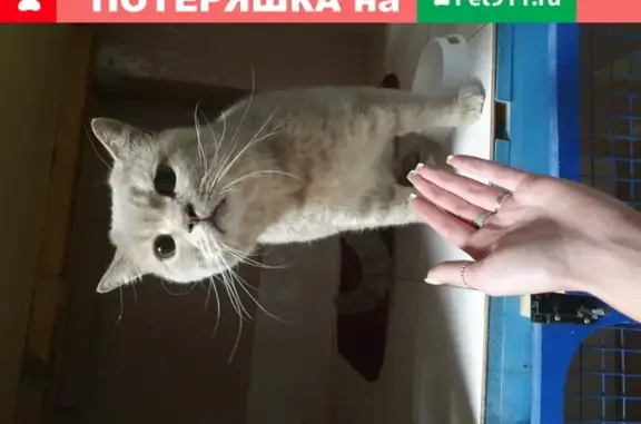 Найден кот на остановке Шендрикова, в Добром докторе Воронеж