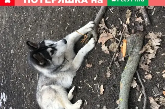 Потерянные животные Липецк, фото: Пропала Хаски в Липецкой области, видели в деревне Красный Октябрь