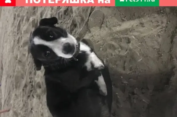 Найден воспитанный щенок на Инициативной ул. в Таганроге
