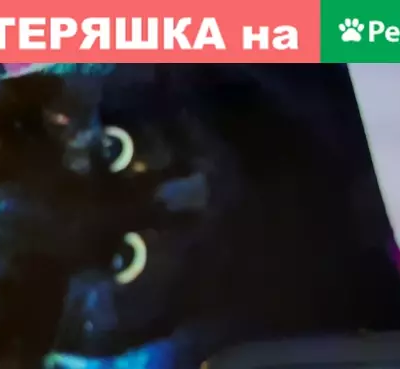Пропала кошка в Дзержинске - черный кот с зелеными глазами.