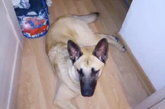 Найдена собака в Мурино, без ошейника