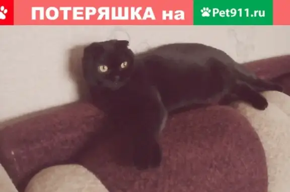 Пропал кот Масик в Орехово-Зуево, ул. Центральная