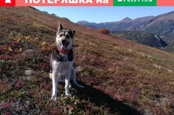 Пропала собака Пёс в Петропавловске-Камчатском