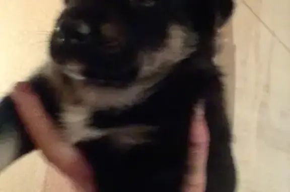 Собаки потеряшки, Томск, фото: Потеряшка щенок немецкой овчарки в Томске