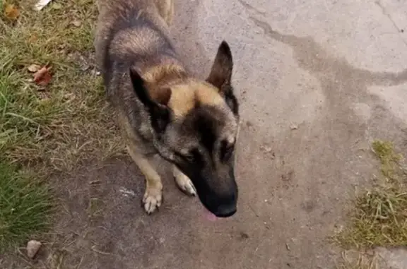 Найдена собака в Твери, ищем хозяев