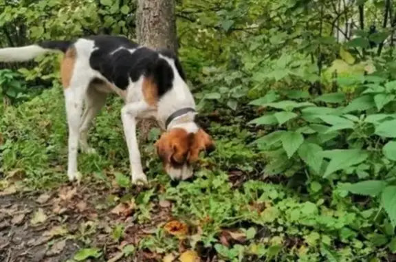 Собака породы РПГ найдена в Ленинском районе Н.Новгорода