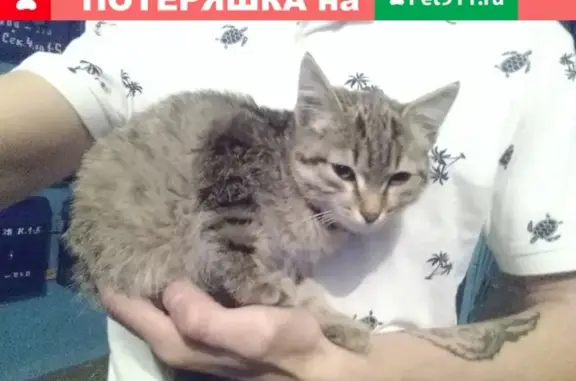 Найдена кошка по адресу в Омске, ищу новых хозяев