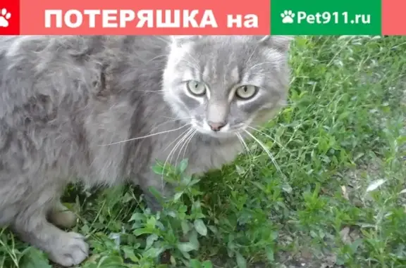 Найден кот в Коломне, ищет дом!