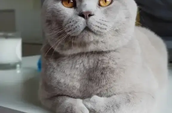 Кошки потеряшки, Москва, фото: Потеряшка Короткошерстный британец Хантер в Москве.