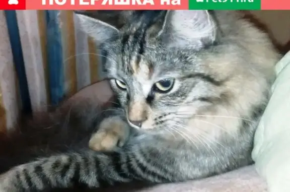 Пропала кошка на ул. Совхозной в Петрозаводске