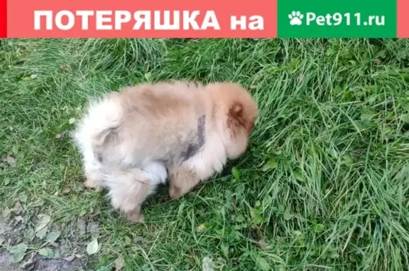 Найдена собака с ошейником в Твери