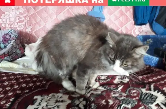 Найдена кошка на Ст. Московке в Омске